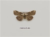 藏品(大波紋蛾)的圖片